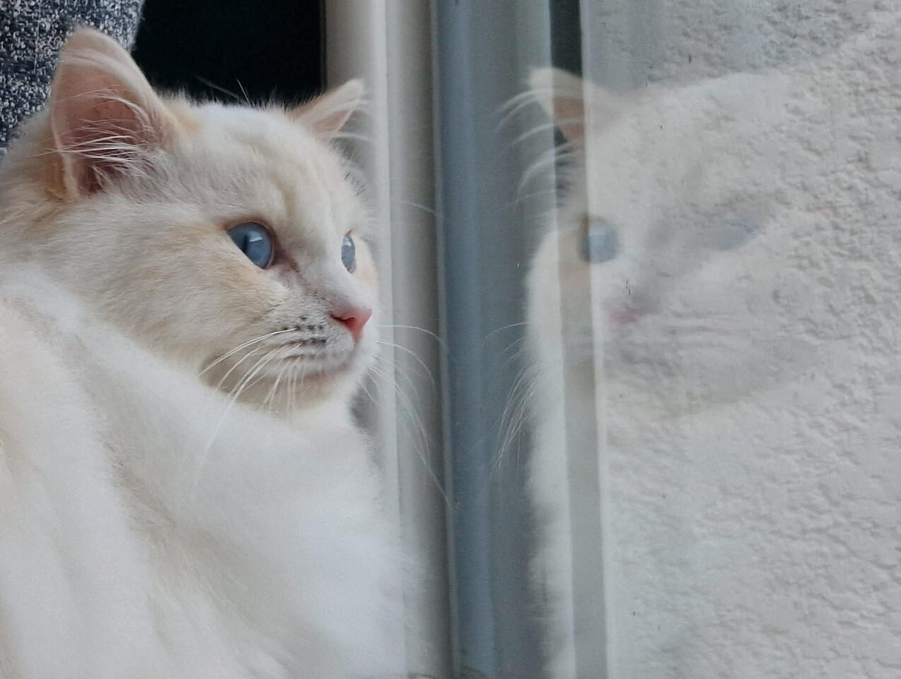 visite chat à domicile visite chat à domicile